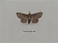 藏品(內點刺蛾)的圖片